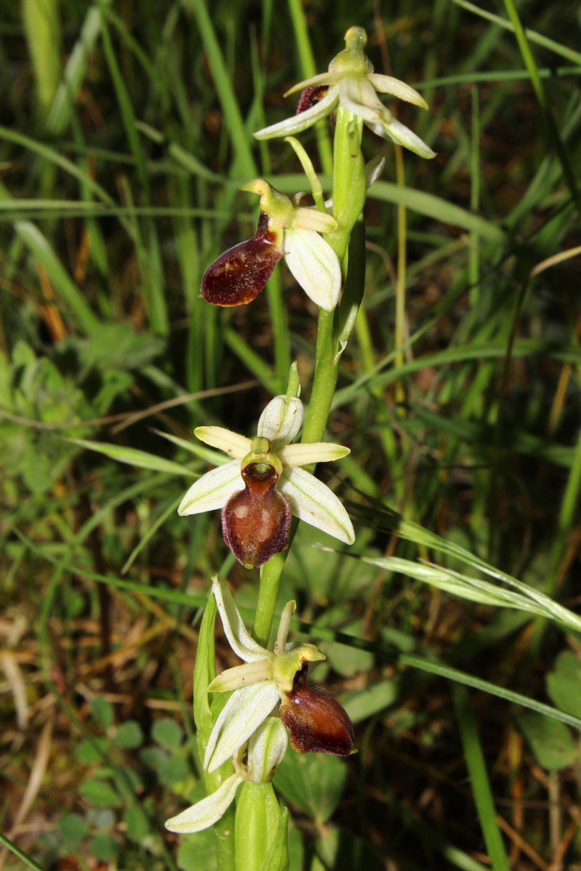 Orchidee dell''Imperiese